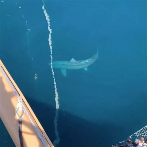 Megalodon Compared To Bus