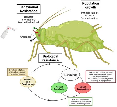 Frontiers Insights Into Insecticide Resistance Mechanisms In Invasive