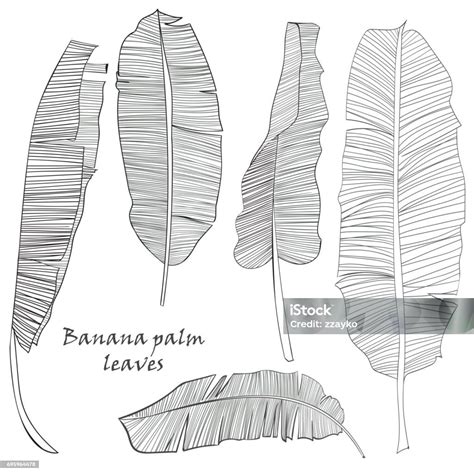 Set Siluet Daun Palem Pisang Tropis Hijau Terisolasi Dengan Latar