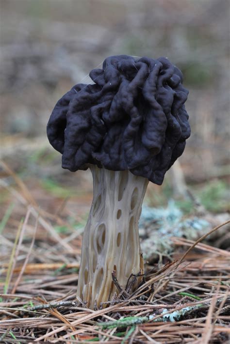 Western Black Elfin Saddle Glen Deven Ranch Field Guide INaturalist