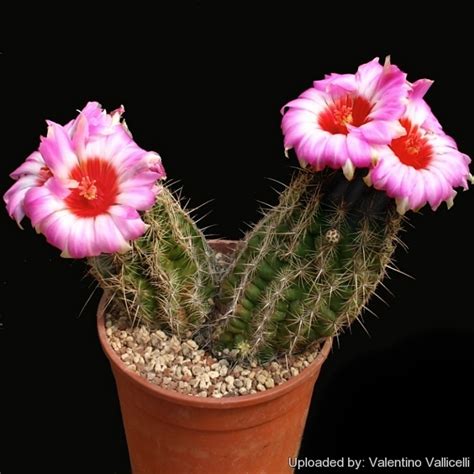 Thelocactus Schwarzii