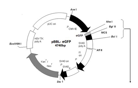 Pbbl Egfp Vector Bio Bharati Life Science