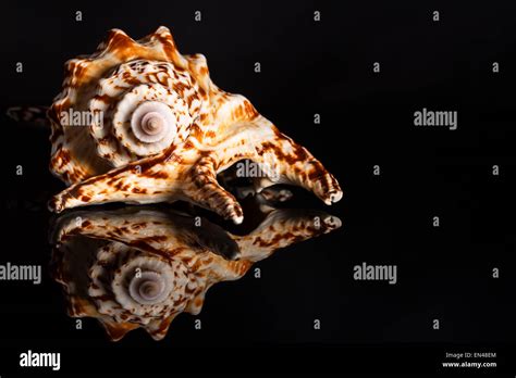 Spiral Snail Hi Res Stock Photography And Images Alamy