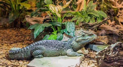 Dwarf Caiman Crocodile Laying on a Stone, Tropical Reptile from America Stock Photo - Image of ...