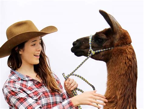 Llama Show Del Mar Fairgrounds Dashboard