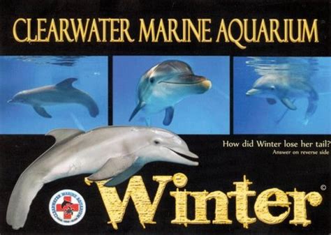 Winter - Dolphin Tale Photo (25515452) - Fanpop