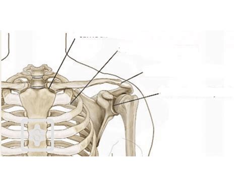 AC and Other Joints Quiz