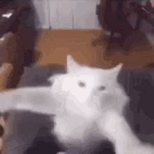 "Cat Dancing Meme Dancing GIF" – "Cat Dancing Meme Dancing Cat ...