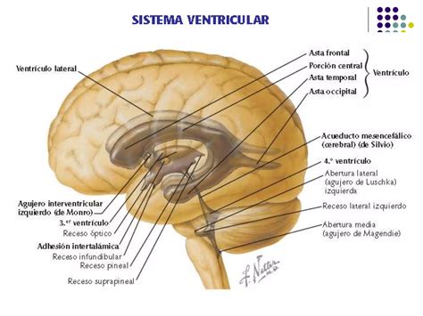 Generalidades Del Sistema Nervioso Ppt