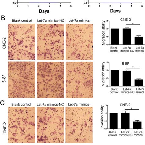 Overexpression Of Let A Suppressed Npc Cells Proliferation Migration