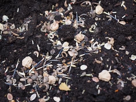 Stratification Of Seeds Cold Climate Garden