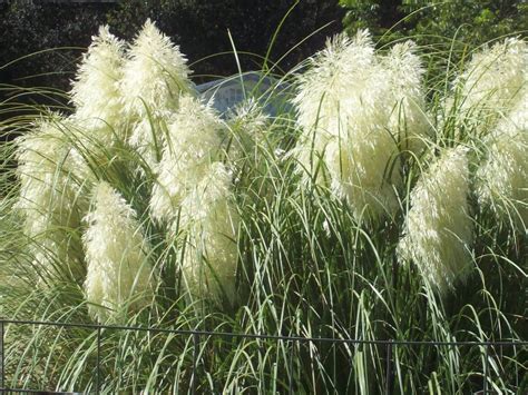 Nana S Nature Photography Ornamental Grass Plumes