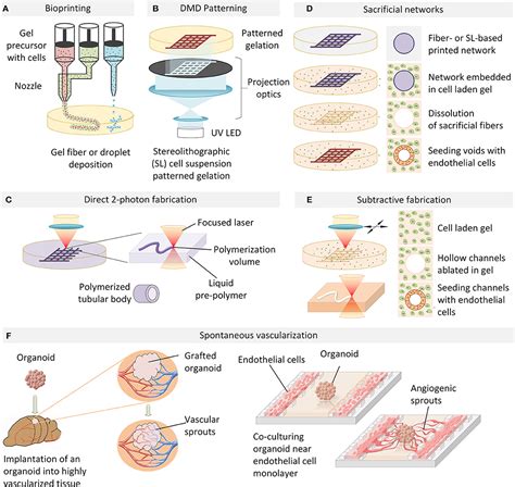 Frontiers Engineering Organoid Vascularization