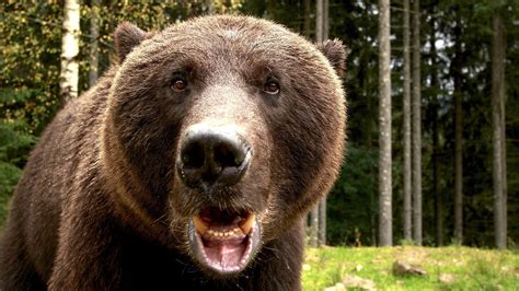 22 Horrifying Experiences People Had While Hiking or Camping | Cracked.com