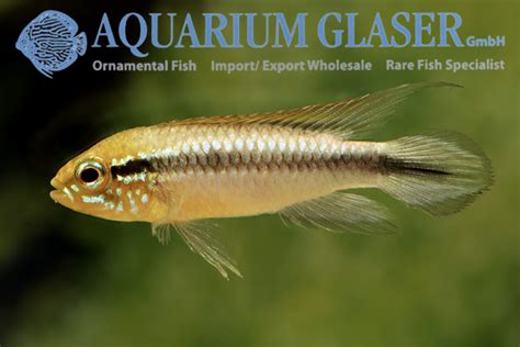 Apistogramma Agassizii Peru Wild Aquarium Glaser Gmbh