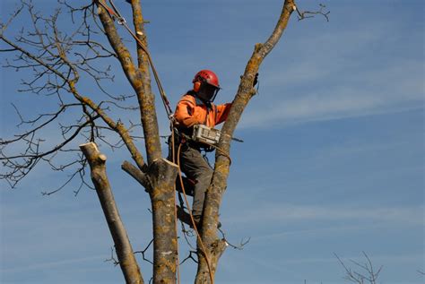 Sch N Fotos Baum Schneiden Wann Wann Und Wie Soll Man Baume