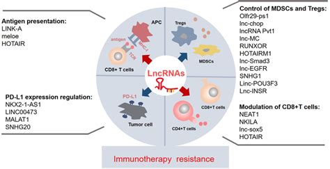 The Known Immune Related LncRNAs May Play A Vital Role In The