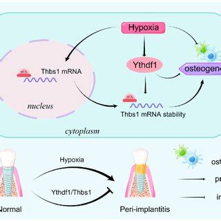 The Role Of The Rna Binding Protein Of N Methyladenosine Methylation