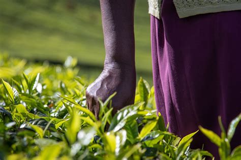 The Roots Of Sexual Violence On Tea Farms Rainforest Alliance