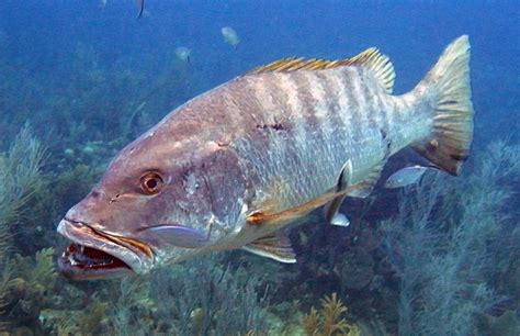 Donde Pescar TÉcnicas De Pesca Ficha Técnica Del Lutjanidae Pargo