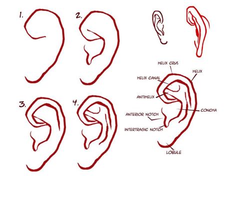 Ear Drawing Reference Ear Reference Dekorisori