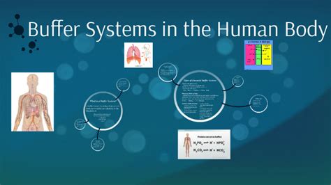 Buffer Systems In The Human Body By Human Body System Body