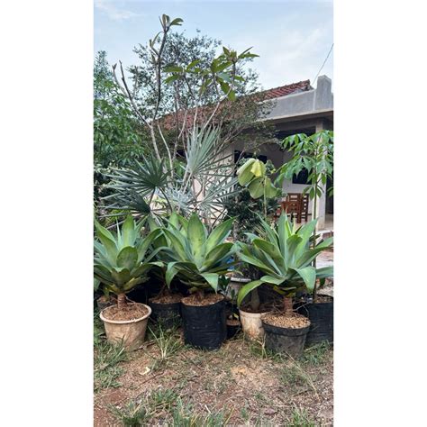 Jual Tanaman Hias Agave Hijau Agave Raja Siklok Shopee Indonesia