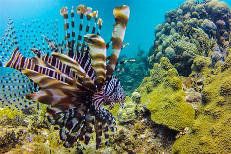 Catalina Island Scuba Diving Tour From Punta Cana