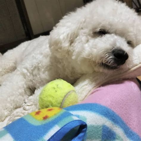 あやる気でない Bichon frise Bichon Dogs