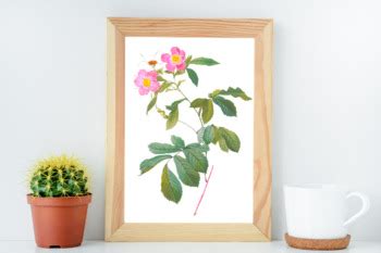 Wild Pink Vintage Rose Illustration By Aneta Design TpT