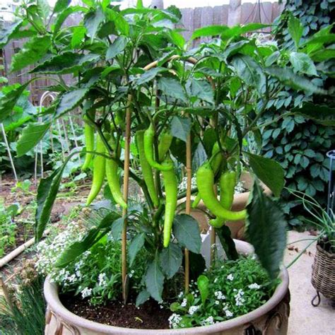 Buy Organic Vegetable Seeds online from Nurserylive at lowest price.