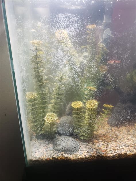 White Filmresidue Invading My Tank What Is This Have Changed Water