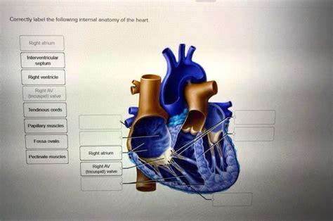 Solved Correctly Label The Following Internal Anatomy Of The Heart