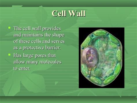 The Cell Factory Ppt