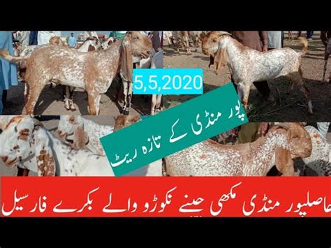 Hasilpur Bakra Mandi Pakistan Makhi Cheeni Goats For Sale Video