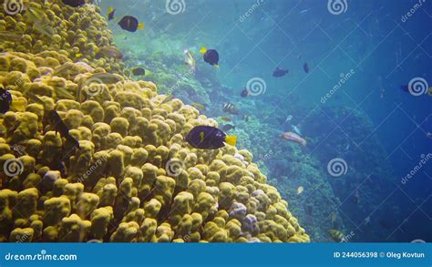 Arrecife De Coral Submarino Con Muchos Peces Tropicales De Diferentes