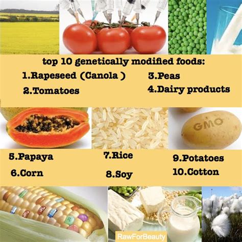 Top-10-GMO-foods - Crossing Back To Health