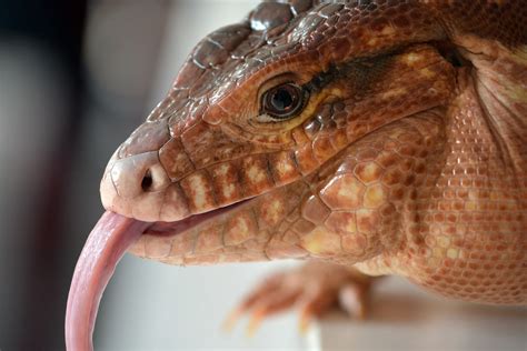 Argentine Red Tegu Rode Teju Tupinambis Rufescens Bestzo Flickr