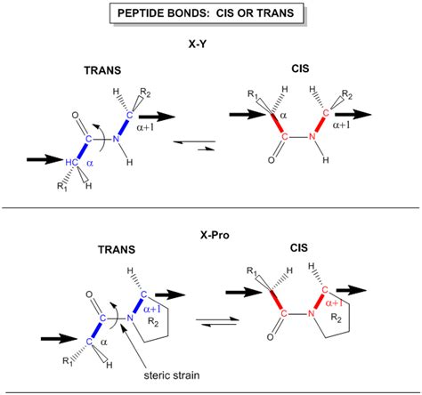 34 The Structure Of Proteins Primary Structure Biology Libretexts