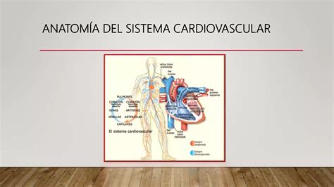 Sistema Cardiovascular Anatomia Topografica Ppt