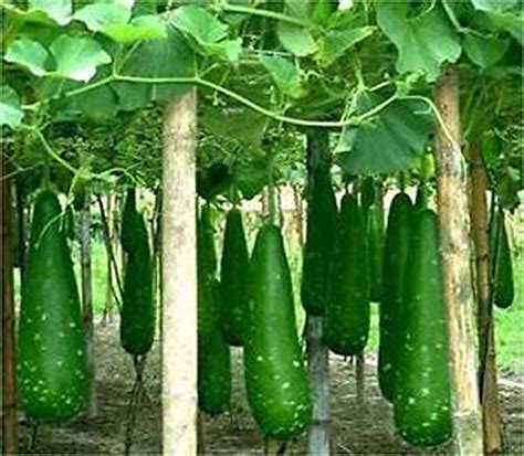 Seeds Point Hybrid Rare Bottle Gourd Lauki Lau Clabash Vegetable