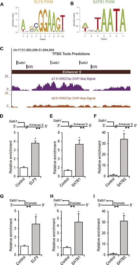 Elf And Satb Proteins Bind Within The Enhancer S In Mouse Ts Cells