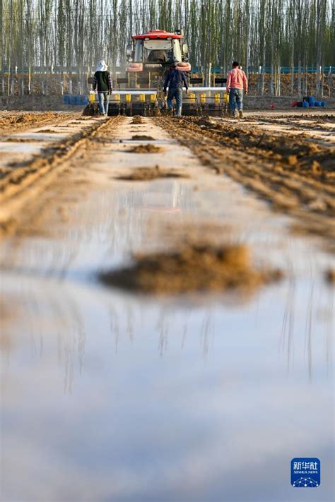 新华全媒 丨中国棉花主产区拉开春播序幕 精彩图片 东南网