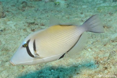 Sufflamen Bursa Pallid Triggerfish Reef Life Survey