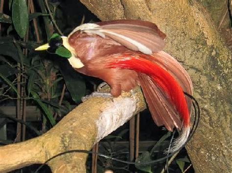 Most Terrifying Amazing Creatures On Earth Breathtaking Red Bird