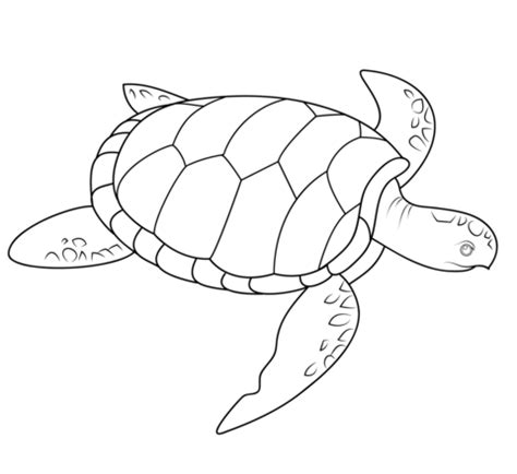 Zoo Animal Coloring Pages, Turtle Coloring Pages, Coloring Pages To ...