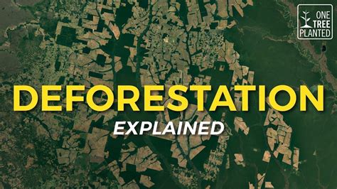 What Is Deforestation Eco Facts One Tree Planted YouTube