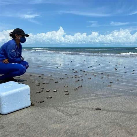 125 tartaturgas marinhas nascem no litoral do Piauí meionorte