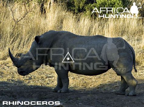 Bowhunting Rhinoceros