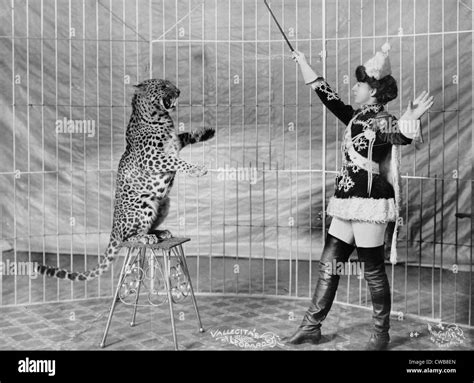 Vallecita's leopards. Female animal trainer and leopard, 1900-1910 ...